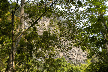 Fototapeta premium montaña rocosa en medio de arboles
