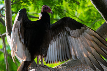 Turkey Vulture