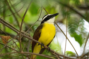 Great Kiskadee