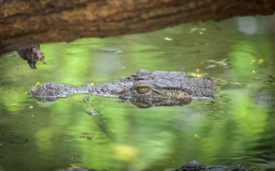 crocodile in water
