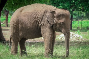 Obraz premium elephant in zoo