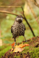 Tannenhäher  (Nucifraga caryocatactes) 