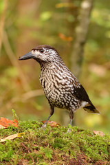 Tannenhäher  (Nucifraga caryocatactes) 