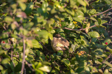 Fat bird in the plant.