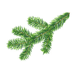Naklejka premium Fir tree branch isolated on the white