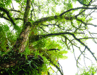 close up tree rainforest beautiful on white background