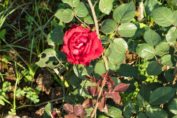 pink rose flower