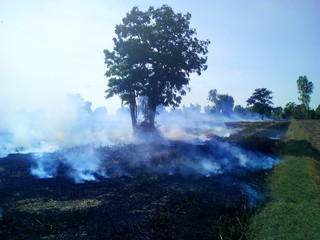 The smoke from burning straw and hay in the rice fields On the background of rice fields with trees and blue sky With copy space