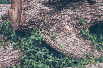 Obraz premium Tree in nature color vintage style