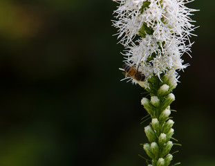 Honey Bee Apis Flower White Plant