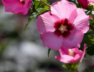 Rose Of Sharon Hibiscus Syriacus Pink Flower