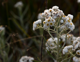 White Yellow Weed Plant Flower Ontario Canada