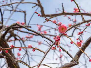 ピンクの梅の花