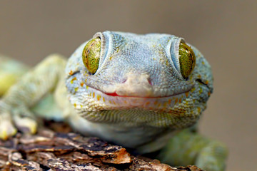 smilling tokay gecko on the branch of wood