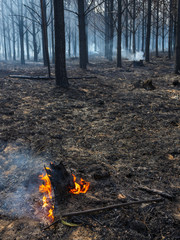 Bruning tree stump after a wildfire in a pine plantation on the slopes of the Outeniqua Mountains near George, Western Cape. South Africa.