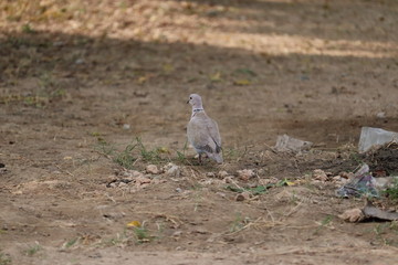 beautiful dove on the ground, dove walking on ground.dove on the earth, dove on landscape