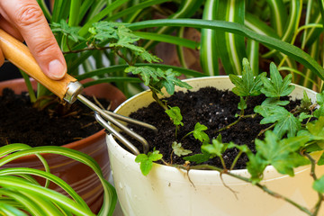 Care for home plants. Ivy.