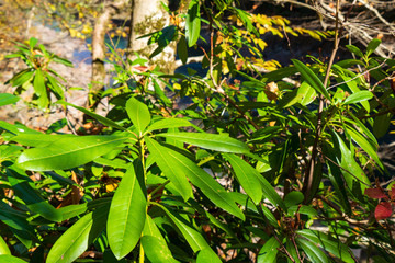 Green plants in the autumn forest.