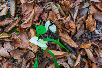 Green plants in the autumn forest.