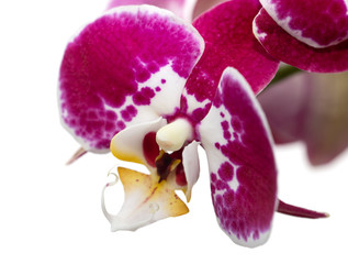 orchid flowers with lilac white flowers