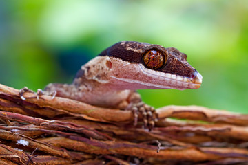 cyrtodactylus irianjayaensis, irian lizard on the branch