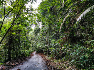 empty narrow road in the middle of tropical forest at Malaysia