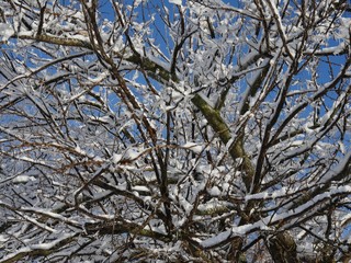 Tangled mess of ice and snow-covered twigs and branches of trees on a winter morning