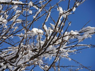 Snow and ice starts to melt off twigs and branches of trees on a winter morning