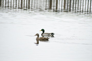 Mallard Pair