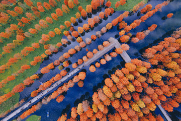 The red metasequoia in the country park in autumn have a beautiful reflection