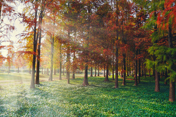 Fototapeta premium The red metasequoia in the country park in autumn have a beautiful reflection