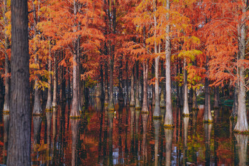 The red metasequoia in the country park in autumn have a beautiful reflection