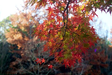 Autumn color