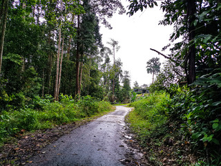 empty narrow road in the middle of tropical forest at Malaysia