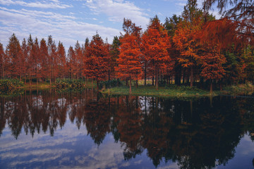 The red metasequoia in the country park in autumn have a beautiful reflection
