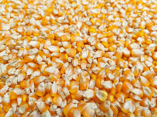 Dry corn grains texture background, close up view
