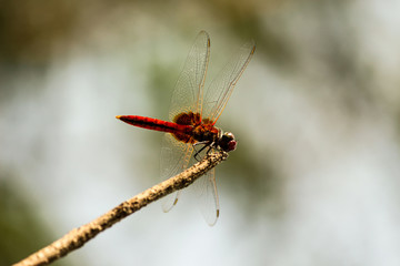 dragonfly on a branch