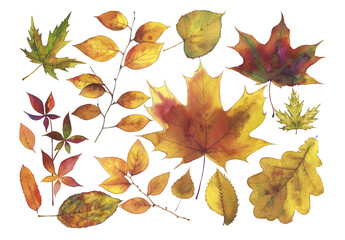Set of autumn yellow leaves - maple, wild grapes, birch, elm, linden, oak, rowan, hazel isolated on white. Watercolor illustration for frame or border, thematic garden design, cards, autumn festival