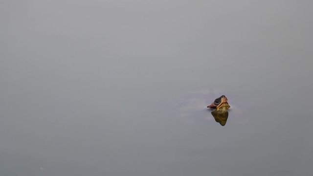 Wasserschutzgesetz Bilder Durchsuchen 194 Archivfotos,