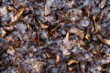 The first snow on the fallen leaves