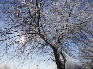 Upward shot of a leafless tree with all the branches and twigs covered with ice and freshly fallen snow
