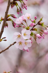 Travel Osaka Graden Sakura Spring