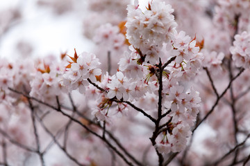 Travel Osaka Graden Sakura Spring