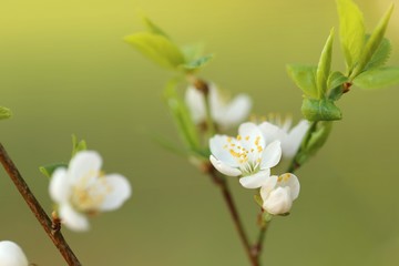 Spring time. Cherry flowers and first green leaves on a blurred green background.Spring  gentle background. Spring season