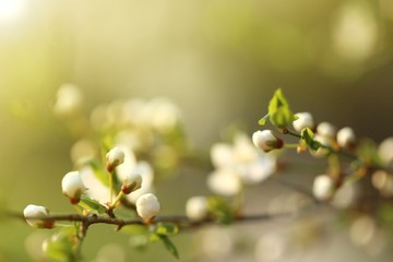 Spring time. Cherry flowers and  green leaves on a blurred green background.Spring floral gentle background. Spring season