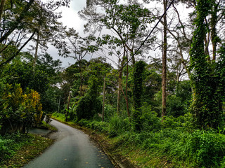 empty narrow road in the middle of tropical forest at Malaysia