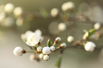 Spring time. Cherry flowers and first green leaves on a blurred  background.Spring floral gentle background. Spring season