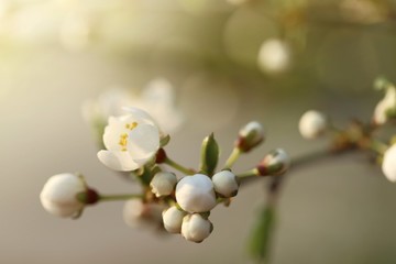 Spring time. Cherry flowers and first green leaves on a blurred background.Spring floral  background. Spring season