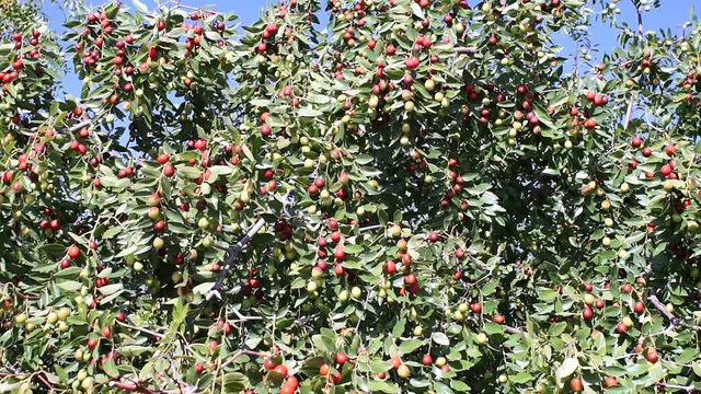 ziziphus real or yuyuba Chinese, or unabi Chinese. Red berry on tree branches