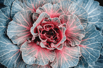 Plants and flowers, ornamental cabbage, shot from above. Blue tinting. Abstract natural background...